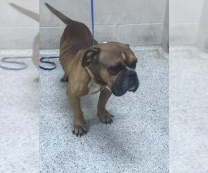 American Bulldog-Unknown Mix Dogs for adoption in Conroe, TX, USA
