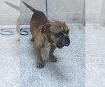 Small American Bulldog Mix