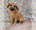 Small #5 Australian Retriever