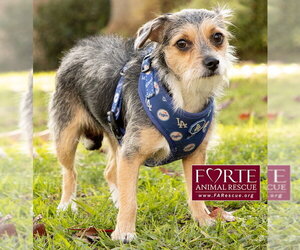 Molly - Female Mutt Dog for Adoption - Photo #6
