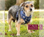 Small Photo #6 Mutt Puppy For Sale in Marina del Rey, CA, USA