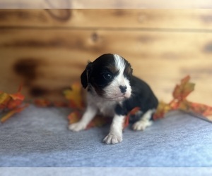 Cavalier King Charles Spaniel Puppy for sale in DICKSON, TN, USA