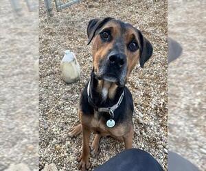 Rottweiler-Unknown Mix Dogs for adoption in Forestville, MD, USA