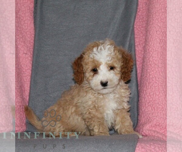 Medium Photo #1 Poodle (Miniature) Puppy For Sale in KIRKWOOD, PA, USA