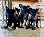 Small #2 Belgian Malinois
