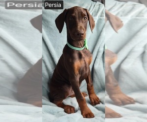 Doberman Pinscher Puppy for sale in POMEROY, OH, USA