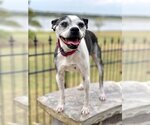 Small #2 Boston Terrier-Italian Greyhound Mix