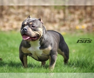 Mother of the American Bully puppies born on 08/11/2023