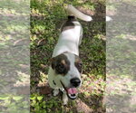 Small #3 Rat Terrier-Shiba Inu Mix