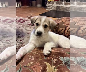 Great Pyrenees-Unknown Mix Dogs for adoption in pomfret, CT, USA