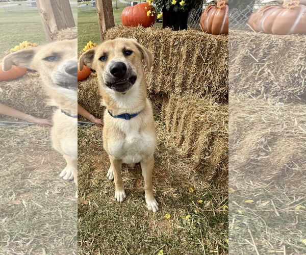 Medium Photo #17 Retriever -Unknown Mix Puppy For Sale in Rustburg, VA, USA