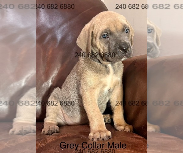 Medium Photo #2 Cane Corso Puppy For Sale in LA PLATA, MD, USA