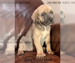 Puppy Grey Collar Ma Cane Corso