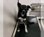 Small Australian Shepherd Mix