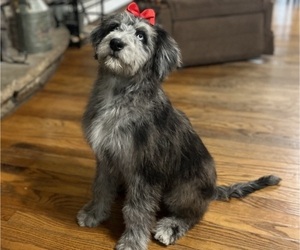 Aussiedoodle Puppy for sale in GRANGER, IN, USA