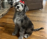 Small Photo #1 Aussiedoodle Puppy For Sale in GRANGER, IN, USA