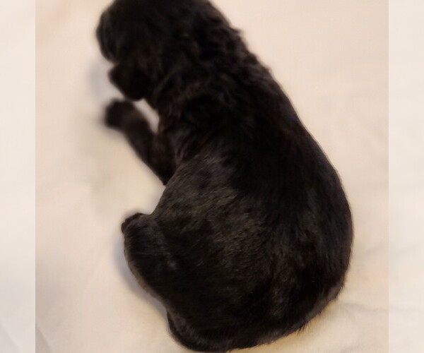 Medium Photo #9 F2 Aussiedoodle Puppy For Sale in COLUMBIA, TN, USA