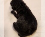 Small #8 F2 Aussiedoodle