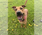 Small #1 American Staffordshire Terrier-Black Mouth Cur Mix