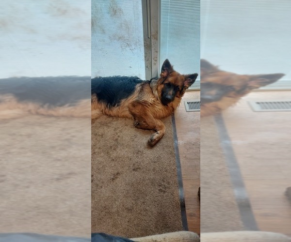 Medium Photo #62 German Shepherd Dog Puppy For Sale in LA FAYETTE, NY, USA