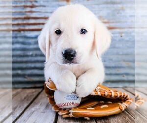 English Cream Golden Retriever Puppy for sale in DUNDEE, OH, USA