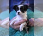 Small #3 Chihuahua