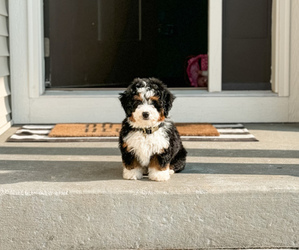Bernedoodle Puppy for sale in HAMPSHIRE, IL, USA