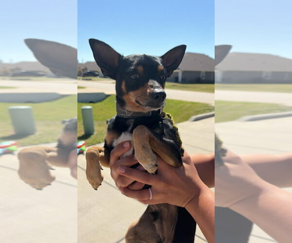 Medium Photo #2 Miniature Pinscher-Unknown Mix Puppy For Sale in Brewster, NY, USA
