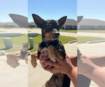 Small #1 Miniature Pinscher Mix