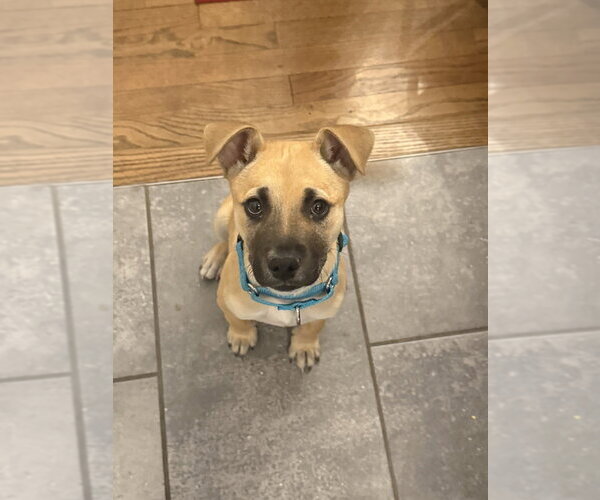 Medium Photo #11 Black Mouth Cur-Labrador Retriever Mix Puppy For Sale in Brewster, NY, USA