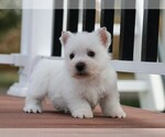 Small Photo #10 West Highland White Terrier Puppy For Sale in SYRACUSE, IN, USA