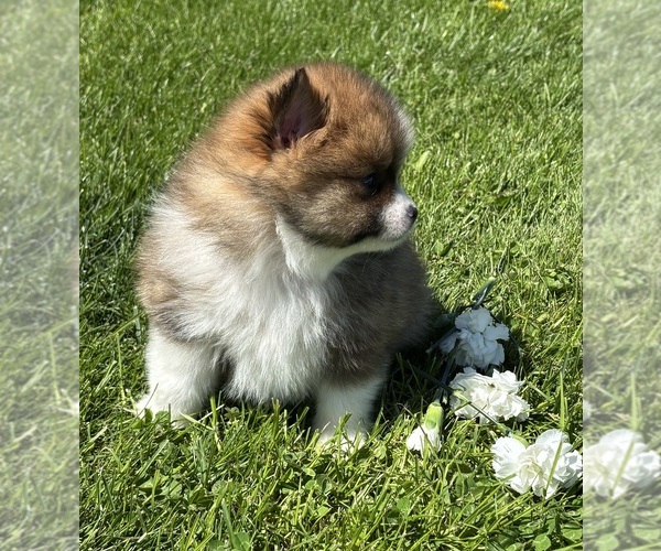 Medium Photo #7 Pomeranian Puppy For Sale in ROCK STREAM, NY, USA