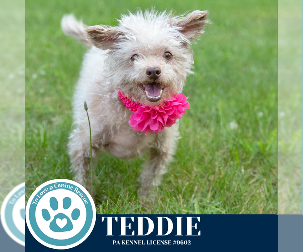 Medium Photo #3 Mutt Puppy For Sale in Kimberton, PA, USA