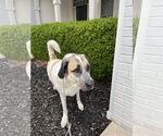 Small #3 Anatolian Shepherd