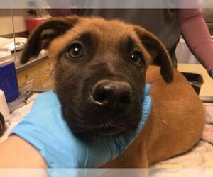Mastiff-Unknown Mix Dogs for adoption in Riverside, CA, USA