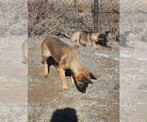 Animaniacs Litter - Mindi - Located in El Paso, TX - Female German Shepherd Dog-Unknown Mix Dog for Adoption - Photo #2