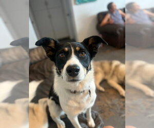 Border Collie-Unknown Mix Dogs for adoption in Salt Lake City, UT, USA