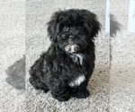 Small Photo #4 Morkie Puppy For Sale in MARTINSVILLE, IN, USA