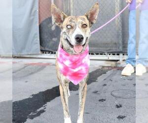 Dutch Shepherd -Unknown Mix Dogs for adoption in San Antonio, TX, USA