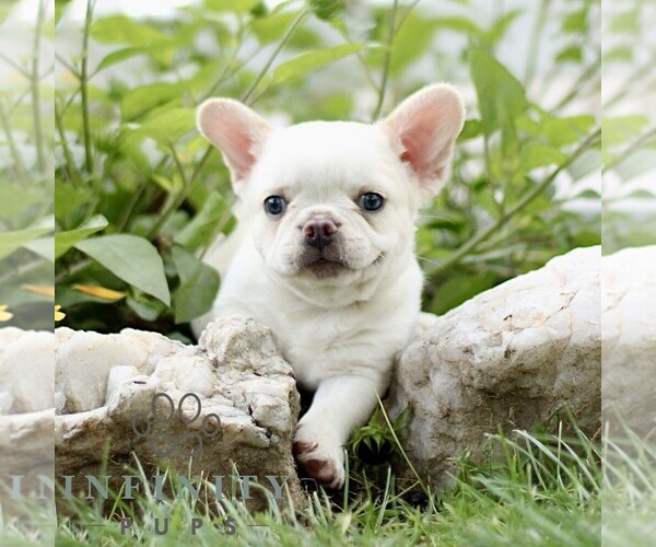 Medium Photo #1 French Bulldog Puppy For Sale in RONKS, PA, USA