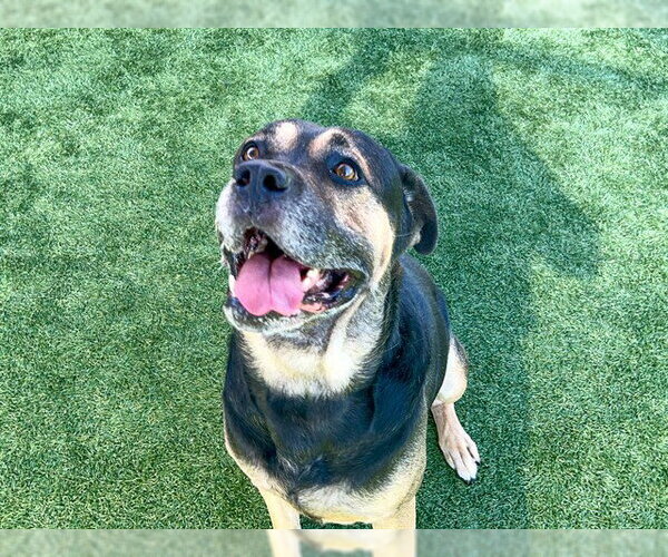 Medium Photo #1 Rottweiler-Unknown Mix Puppy For Sale in Orange, CA, USA