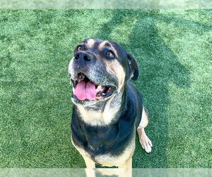 Rottweiler-Unknown Mix Dogs for adoption in Orange, CA, USA
