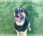 MYSTIC MAN - Male Rottweiler-Unknown Mix Dog for Adoption - Small photo