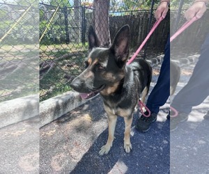 German Shepherd Dog Dogs for adoption in Plantation, FL, USA