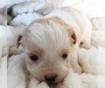 Small #11 Cavapoo