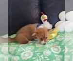 Small #2 Pembroke Welsh Corgi