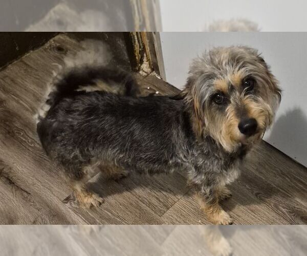 Medium Photo #2 Mutt Puppy For Sale in Carrollton, TX, USA