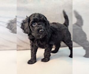 Cockapoo Puppy for sale in TULSA, OK, USA