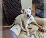 Small #1 Mountain Cur Mix