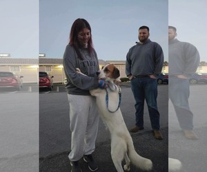 Mayo - Male Mutt Dog for Adoption - Photo #4